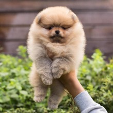 Pomeranian-İstanbulEFSANE POMERANİAN..