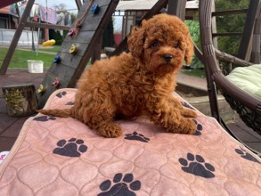 Poodle Toy-AntalyaANTALYA TOY POODL..