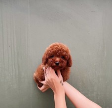 Poodle Toy-İstanbulDİŞİ & ERKEK POOD..