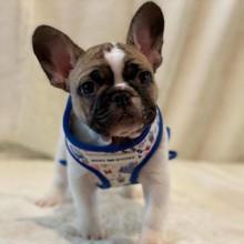 French Bulldog-AntalyaFRENCH BULLDOG YA..