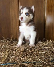 Husky-DenizliHUSKY SİBİRYA YAV..