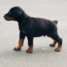 A KALİTE DOBERMAN...