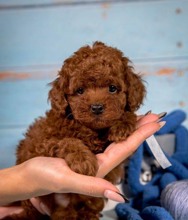 TOY POODLE YAVRUL..