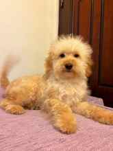 Maltipoo-İstanbul-box-26633