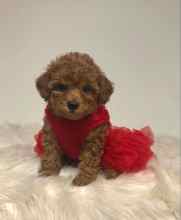 Poodle Toy-İstanbulTooy poodle cinsi..