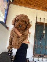 Poodle Toy-İstanbulTooy poodle cinsi..