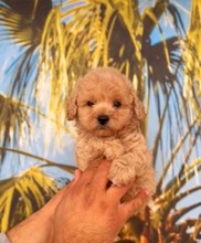 Maltipoo-İstanbulMaltipo cinsi yav..