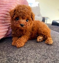 Tooy poodle mini ..