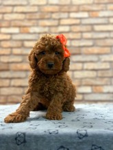 Poodle Toy-İstanbulTooy poodle cinsi..