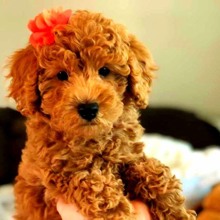 -İstanbulMini puppy tooy p...