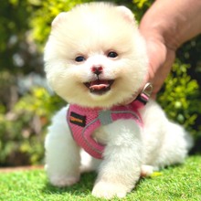 Pomeranian-İstanbulAyı  TEDY MİNİ PU..