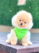 Pomeranian-İstanbulAyı suratlı TEDY ..