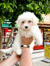 Terrier Maltese-İstanbul-box-27478