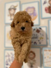 Maltipoo-İstanbulMALTİPO CİNSİ MİN..