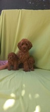 Poodle Toy-İstanbulTooy poodle Kızıl..