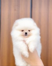 Pomerrian boo yav..