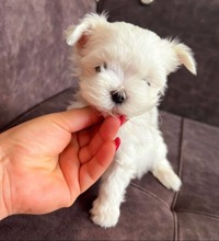 Terrier Maltese-İstanbulKar beyaz MALTESS..