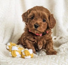 Poodle Toy-İstanbulMini boy puppy kı..