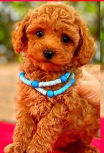 Poodle Toy-İstanbulTooy poodle cinsi..