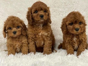 Poodle Toy-İstanbulTooy poodle cinsi..