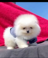 Pomerrian boo yav..