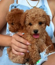 Poodle Toy-İstanbulMini boy puppy kı..