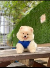 Pomerrian boo yav...