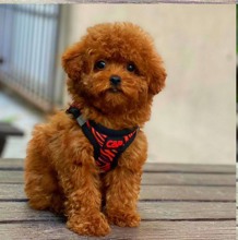 Micro Poodle-İstanbulTooy poodle cinsi..