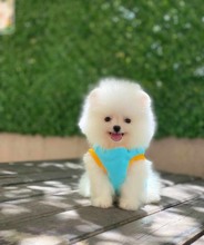 Pomeranian-İstanbulPomerrian boo yav..