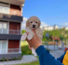 Maltipoo-İstanbul-box-27887