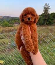 Poodle Toy-İstanbulTooy poodle Kızıl..