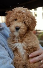 Maltipoo-İstanbulMaltipo cinsi yav..