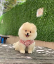 Pomerrian boo yav...