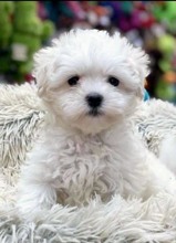 Terrier Maltese-İstanbulKAR BEYAZ SEVİMLİ..