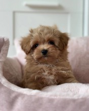 Maltipoo-İstanbulKahve tonlu mini ..