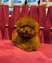 Micro Poodle-İstanbulTooy poodle cinsi..