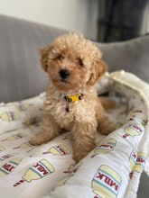 Maltipoo-İstanbulMaltipo cinsi yav..