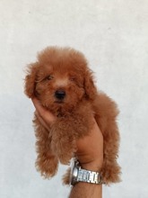 Micro Poodle-İstanbulTooy poodle cinsi..