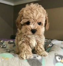 Poodle Toy-İstanbulTOOY POODLE YAVRU..