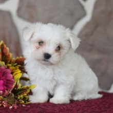 Terrier Maltese-İstanbulMaltesse terrier ..