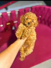 Poodle Toy-İstanbulTooy poodle Kızıl..