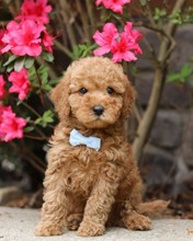 Maltipoo-İstanbulKahve tonlu mini ..