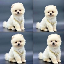 Pomerrian boo ..