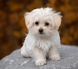 Terrier Maltese-İstanbulMaltesse terrier ..