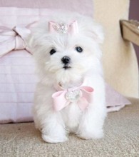 Terrier Maltese-İstanbulMaltesse terrier ..