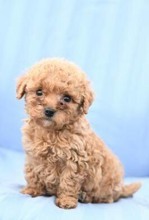 Maltipoo-İstanbulMaltipo cinsi yav..