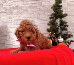 Micro Poodle-İstanbulTooy poodle cinsi..