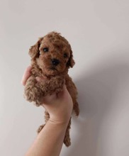 Micro Poodle-İstanbulTooy poodle cinsi..