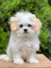 Terrier Maltese-İstanbulKar Beyaz Sevimli..