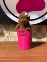 Poodle Toy-İstanbulTooy poodle cinsi..